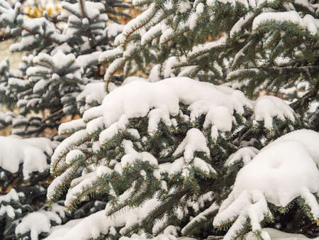 Green fir branches in winter covered with snow. Branches of fir tree as background, closeup. Christmas backgroundの写真素材