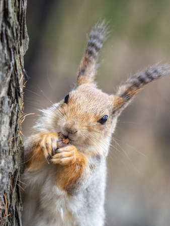 A squirrel with a fashionable hairstyle and lush wavy tassels on its ears. Eurasian red squirrel, Sciurus vulgaris.の写真素材