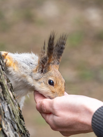A squirrel in the spring or autumn eats nuts from a human hand. Eurasian red squirrel, Sciurus vulgaris.の写真素材