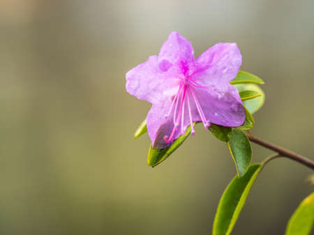 Pink flowers of Siberian rhododendron copy space. Rhododendron Ledebourii. Spring flowering of Altai rhododendron. Close-up shot of Rhododendron dauricum flowers, popular names bagulnik, maralnikの写真素材