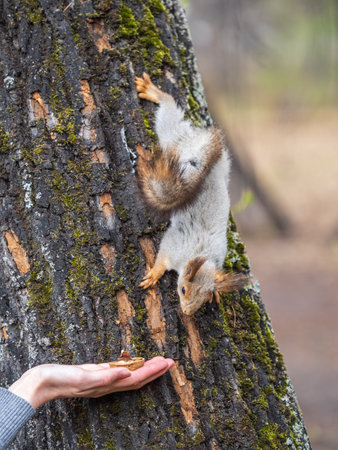 A woman feeding a squirrel in the summer park. Squirrel eats nuts from the girls hand.の写真素材