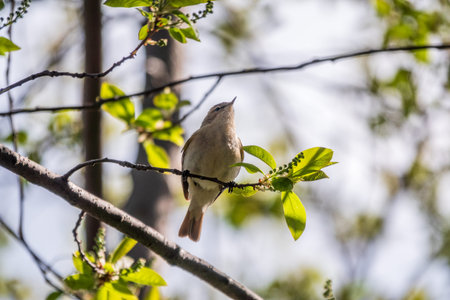 Common chiffchaff, lat. phylloscopus collybita, sitting on branch of bush in spring and looking for...