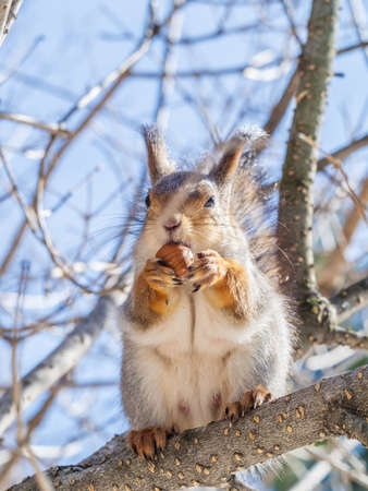 The squirrel with nut sits on tree in the winter or late autumn. Eurasian red squirrel, Sciurus vulgaris.の写真素材
