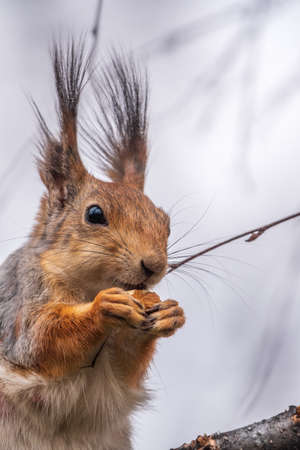 The squirrel with nut sits on a branches in the spring or summer. Eurasian red squirrel, Sciurus vulgarisの写真素材