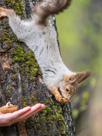 A woman feeding a squirrel in the summer park. Squirrel eats nuts from the girls hand.