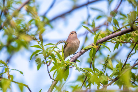 Common chiffchaff, lat. phylloscopus collybita, sitting on branch of bush in spring and looking for...