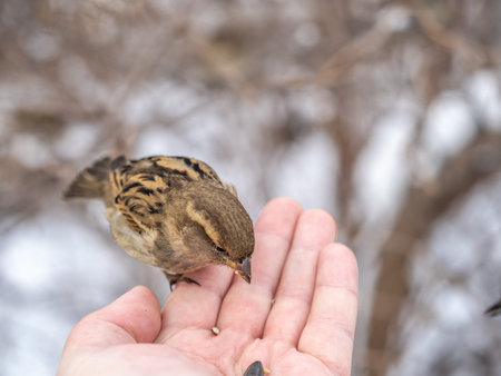 Sparrow eats seeds from a man's hand. A Sparrow bird sitting on the hand and eating nuts.の写真素材