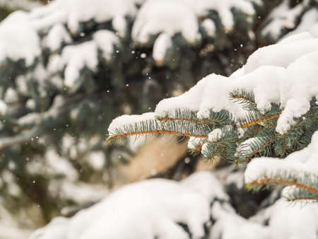 Green fir branches in winter covered with snow. Branches of fir tree as background, closeup. Christmas backgroundの写真素材