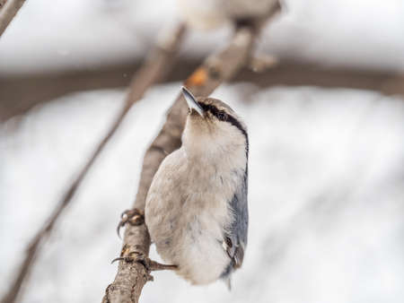 Eurasian nuthatch or wood nuthatch, lat. Sitta europaea, sitting on a tree branch with a blurred background. Gray and Orange colored small bird with a black eyestripe.の写真素材