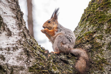 The squirrel with nut sits on a branches in the spring or summer. Eurasian red squirrel, Sciurus vulgarisの写真素材