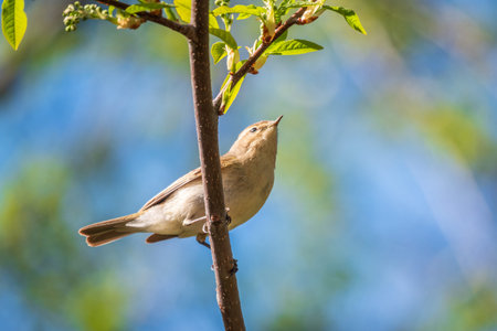 Common chiffchaff, lat. phylloscopus collybita, sitting on branch of bush in spring and looking for...