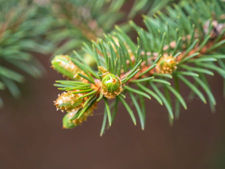 Fir branches with fresh shoots in spring. Young green shoots of spruce in the spring. Spruce...