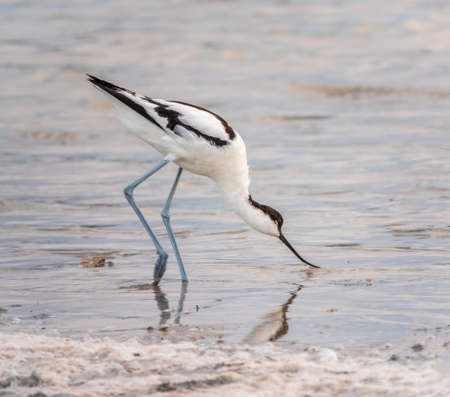 Water bird pied avocet, Recurvirostra avosetta, feeding in the lake. The pied avocet is a large black and white wader with long, upturned beak and long, bluish legsの写真素材