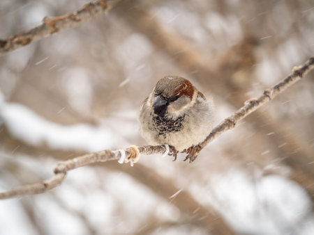 Sparrow sits on a branch without leaves. Sparrow on a branch in the autumn or winterの写真素材