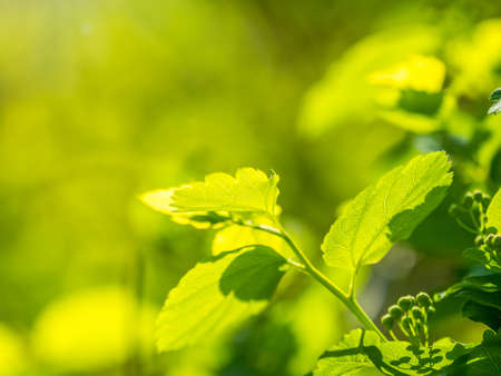 Green bushes with young leaves in the sunset. Background springtime image.の写真素材