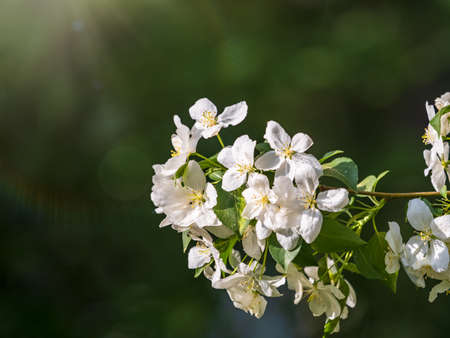 White blossoming apple trees. White apple tree flowers. Spring season, spring colorsの写真素材