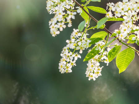 White flowers blooming bird cherry. Bird Cherry Tree in Blossom. Close-up of a Flowering Prunus padus Tree with White Little Blossoms. Blooming Sweet Bird-Cherry Tree in Spring. springtime concept.の写真素材