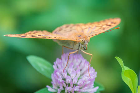 The dark green fritillary butterfly collects nectar on flower. Speyeria aglaja, previously known as Argynnis aglaja is a species of butterfly in the family Nymphalidae.の写真素材