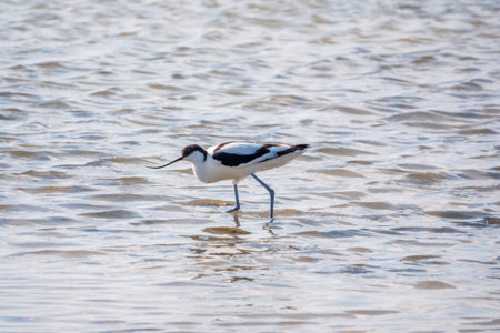 Water bird pied avocet, Recurvirostra avosetta, feeding in the lake. The pied avocet is a large black and white wader with long, upturned beak and long, bluish legsの写真素材