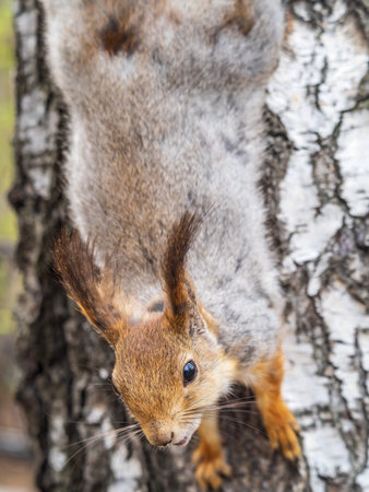 Squirrel sitting upside down on a tree trunk. The squirrel hangs upside down on a tree against...