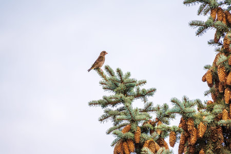 Green and yellow songbird, european greenfinch sitting on a branch in spring. The European greenfinch, or greenfinch, lat. Chloris chloris, is a small passerine bird in the finch family Fringillidae.の写真素材
