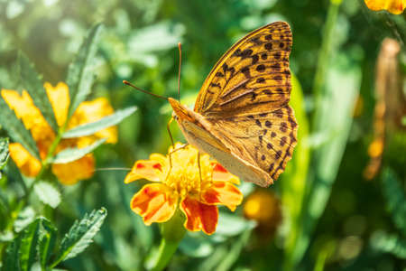 The dark green fritillary butterfly collects nectar on flower. Speyeria aglaja, previously known as Argynnis aglaja is a species of butterfly in the family Nymphalidae.の写真素材