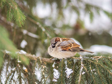 Sparrow sits on a fir branch in the sunset light. Sparrow on a branch with snow in the autumn or winterの写真素材