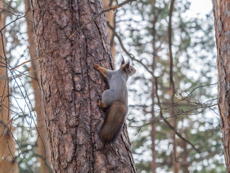 The squirrel with great tail sits on tree branches in the winter or autumn. Eurasian red squirrel,...