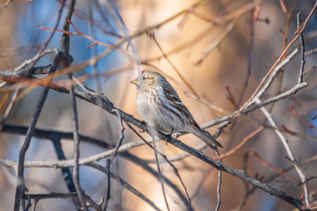 Common redpoll, cute bird with bright red patch on its forehead sits on tree branch without leaves in sunny spring day. Acanthis flammea femaleの写真素材