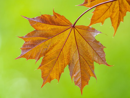 Tree branch with dark red leaves, Acer platanoides, the Norway maple Crimson King. Red Maple...
