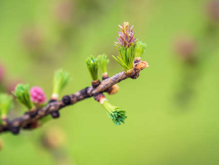 Larch tree fresh pink cones blossom at spring on nature background. Branches with young needles European larch Larix decidua with pink flowers.の写真素材
