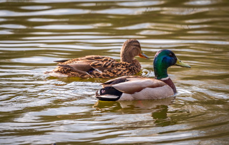 A couple of mallard ducks swim in the river. Mallard ducks, latin name Anas platyrhynchos, male and femaleの写真素材