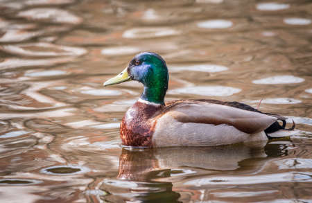 Duck swims in the pond. Portrait of a male duck on the water. Mallard, lat. Anas platyrhynchos, maleの写真素材