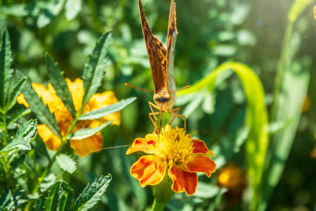 The dark green fritillary butterfly collects nectar on flower. Speyeria aglaja, previously known as Argynnis aglaja is a species of butterfly in the family Nymphalidae.の写真素材