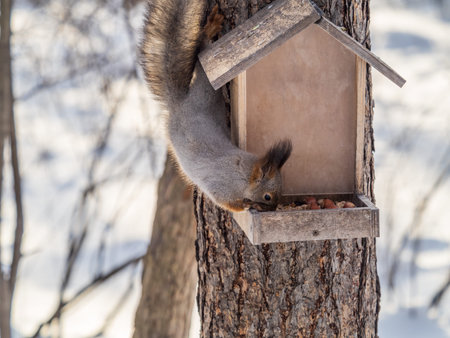 Gray fluffy squirrel eats nuts at the bird feeder in the winter park. Caring for animals in winter...