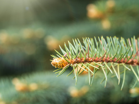 Fir branches with fresh shoots in spring. Young green shoots of spruce in the spring. Spruce...