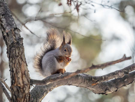 The squirrel with nut sits on tree in the winter or late autumn. Eurasian red squirrel, Sciurus vulgaris.の写真素材