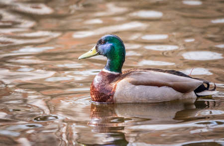 Duck swims in the pond. Portrait of a male duck on the water. Mallard, lat. Anas platyrhynchos, maleの写真素材