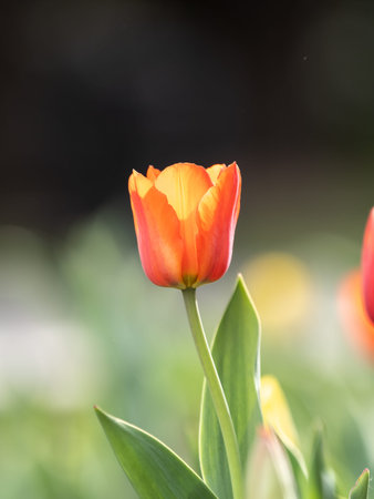 Red tulip with blurry background in sunset. Spring flower with shallow depth of field outdoors,...