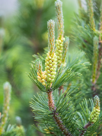 Green small pine trees with fresh shoots in spring or summer. Dense thickets of stunted pines with...