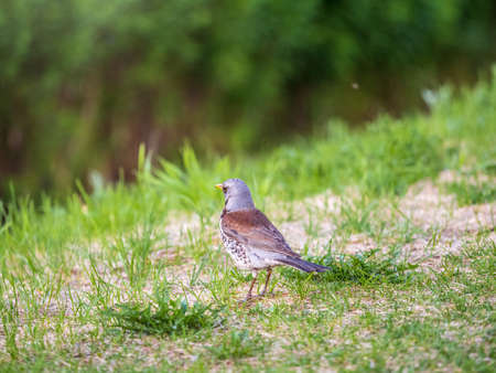 Wood bird Fieldfare on a spring lawn. Fieldfare, Turdus pilaris. Close-up of foraging parent animal collecting food.の写真素材