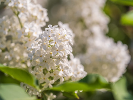 White Blooming Lilac Flowers in spring. Branches with spring lilac flowers