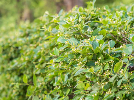 Green bushes with young leaves in the sunset. Background springtime image.の写真素材
