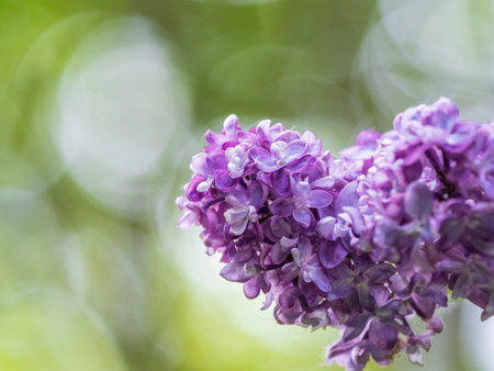 Pink Blooming Lilac Flowers in spring. Branches with spring lilac flowers