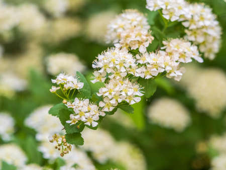 Spiraea chamaedryfolia or germander meadowsweet or elm-leaved spirea white flowers with green background. Magnificent shrub Spiraea chamaedryfoliaの写真素材