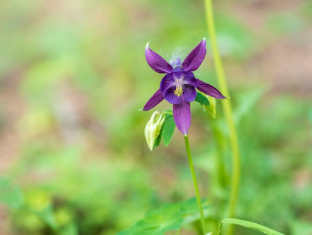 Blue and purple flower of European columbine, Aquilegia vulgaris, blooming in the garden, green background with copy spaceの写真素材