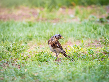 Wood bird Fieldfare on a spring lawn. Fieldfare, Turdus pilaris. Close-up of foraging parent animal collecting food.の写真素材