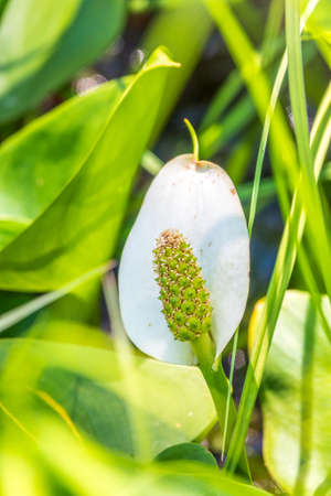 White Calla flower with their typical yellow-orange spadix. Calla or bog arum, marsh calla, wild calla, squaw claw, and water-arumの写真素材
