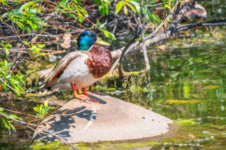 A duck stands on its paws with a blurred background.. Mallard, lat. Anas platyrhynchos, maleの写真素材