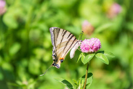 Beautiful Butterfly Scarce Swallowtail, Sail Swallowtail, Pear-tree Swallowtail, Podalirius. Butterfly sailboats family Papilionidae. Latin Iphiclides podaliriu. Butterfly collects nectar on flowerの写真素材